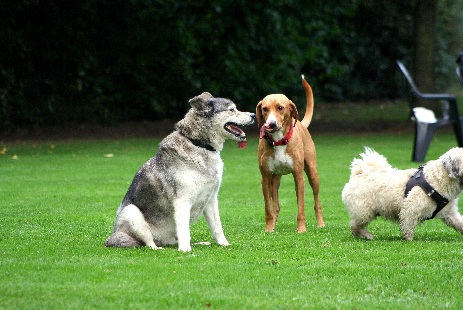 Hundewiese Eickhorst